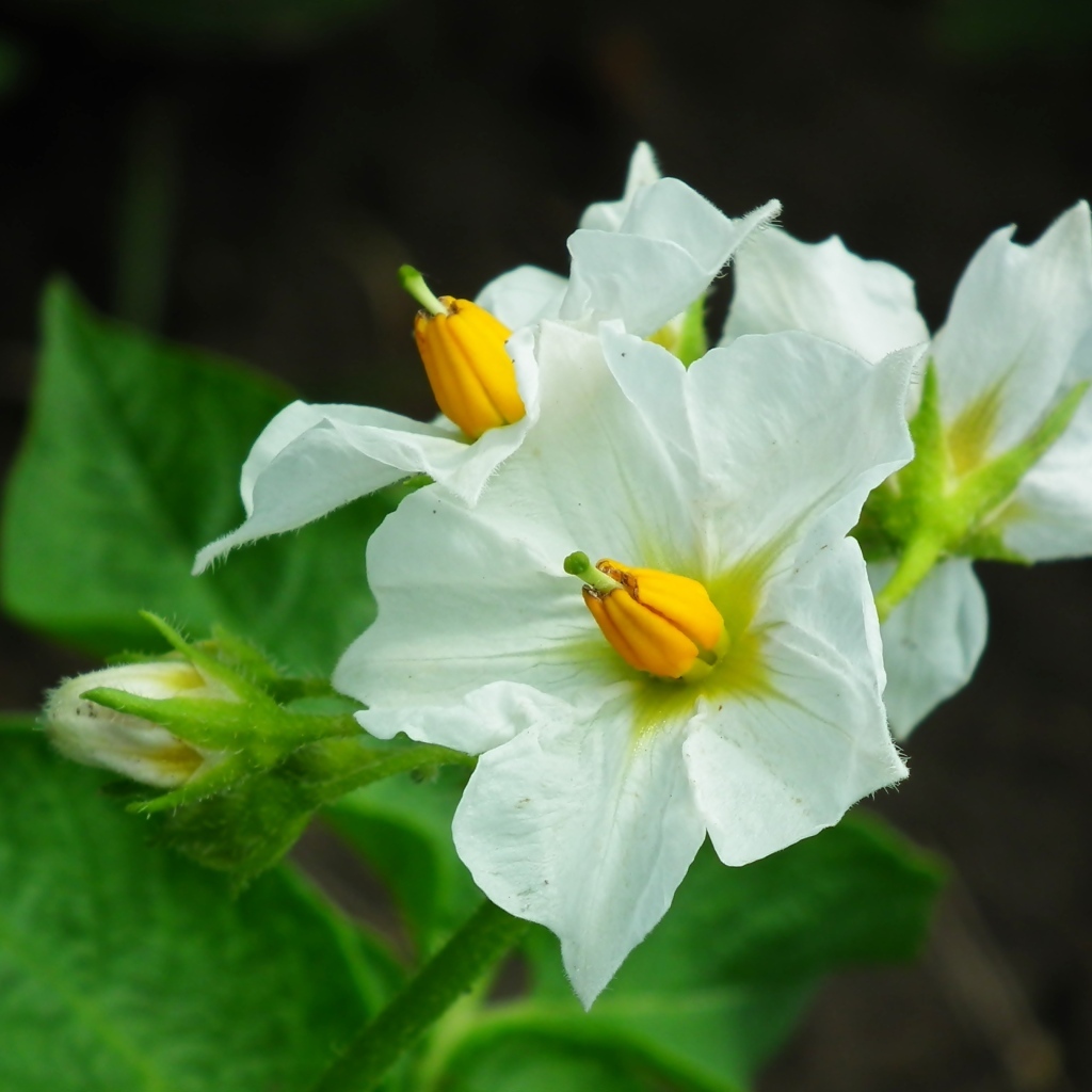 Белые цветы картофеля крупным планом