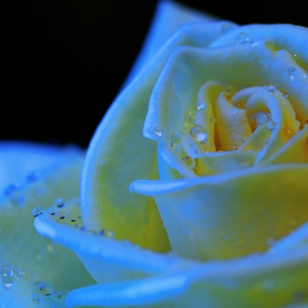 Белый бутон розы в каплях росы