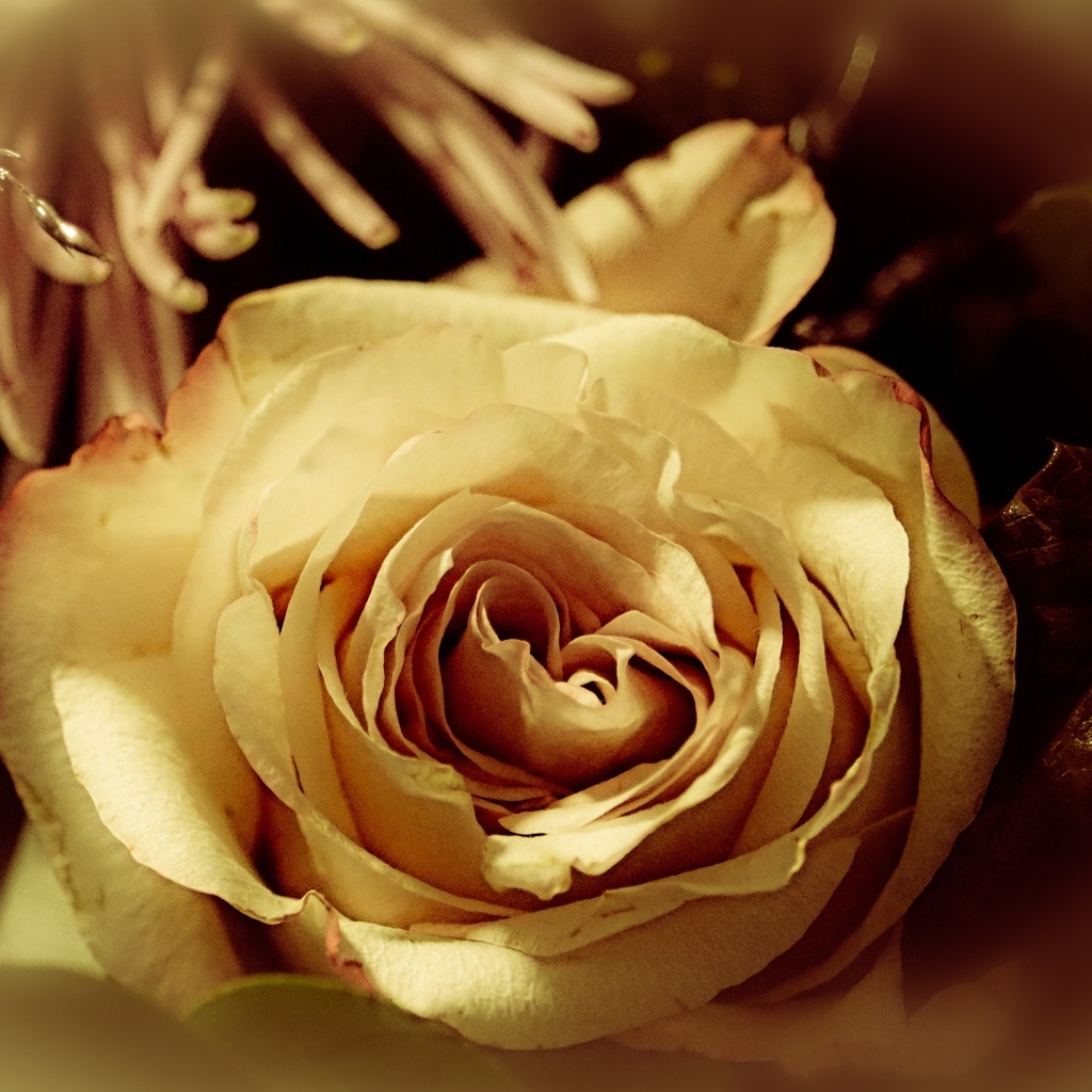 Белый цветок розы в букете вблизи