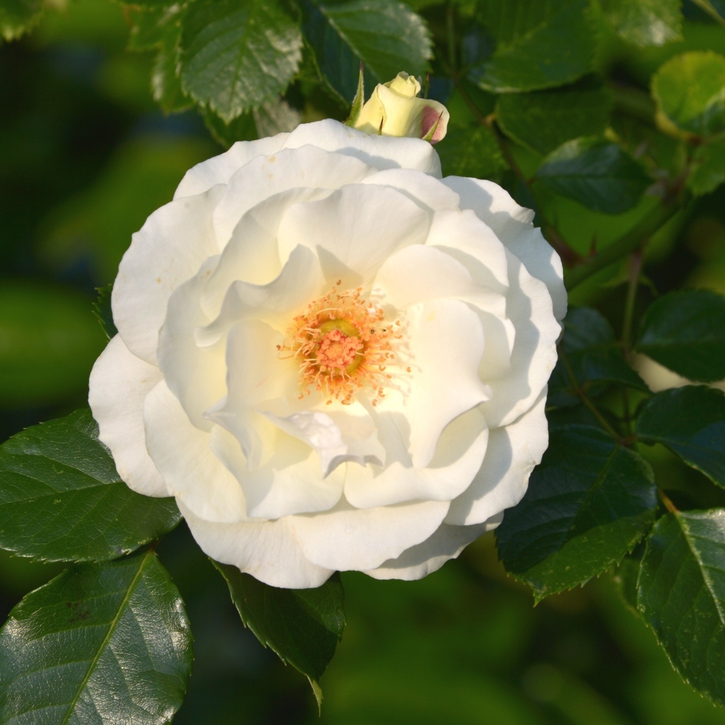 Белая роза в зеленых листьях на клумбе