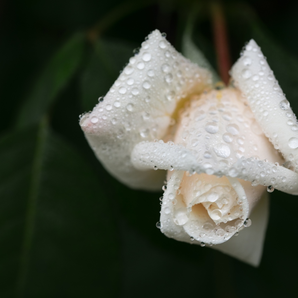 Белая роза в каплях воды крупным планом