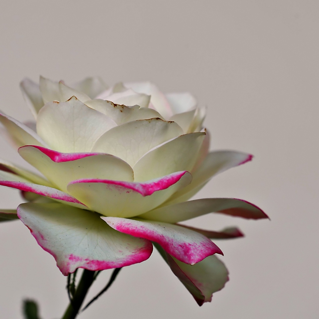 Белая роза с розовыми краями на лепестках 