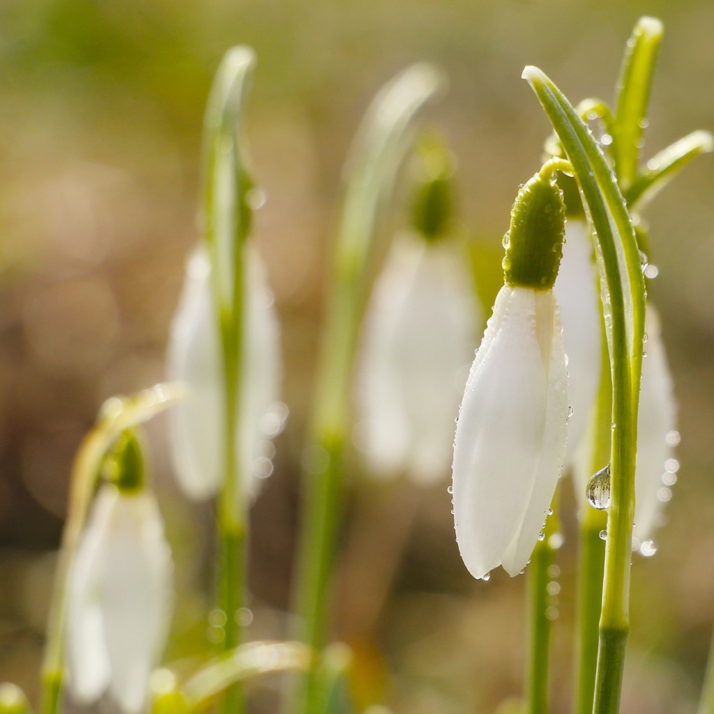 Белые цветы подснежника в каплях росы
