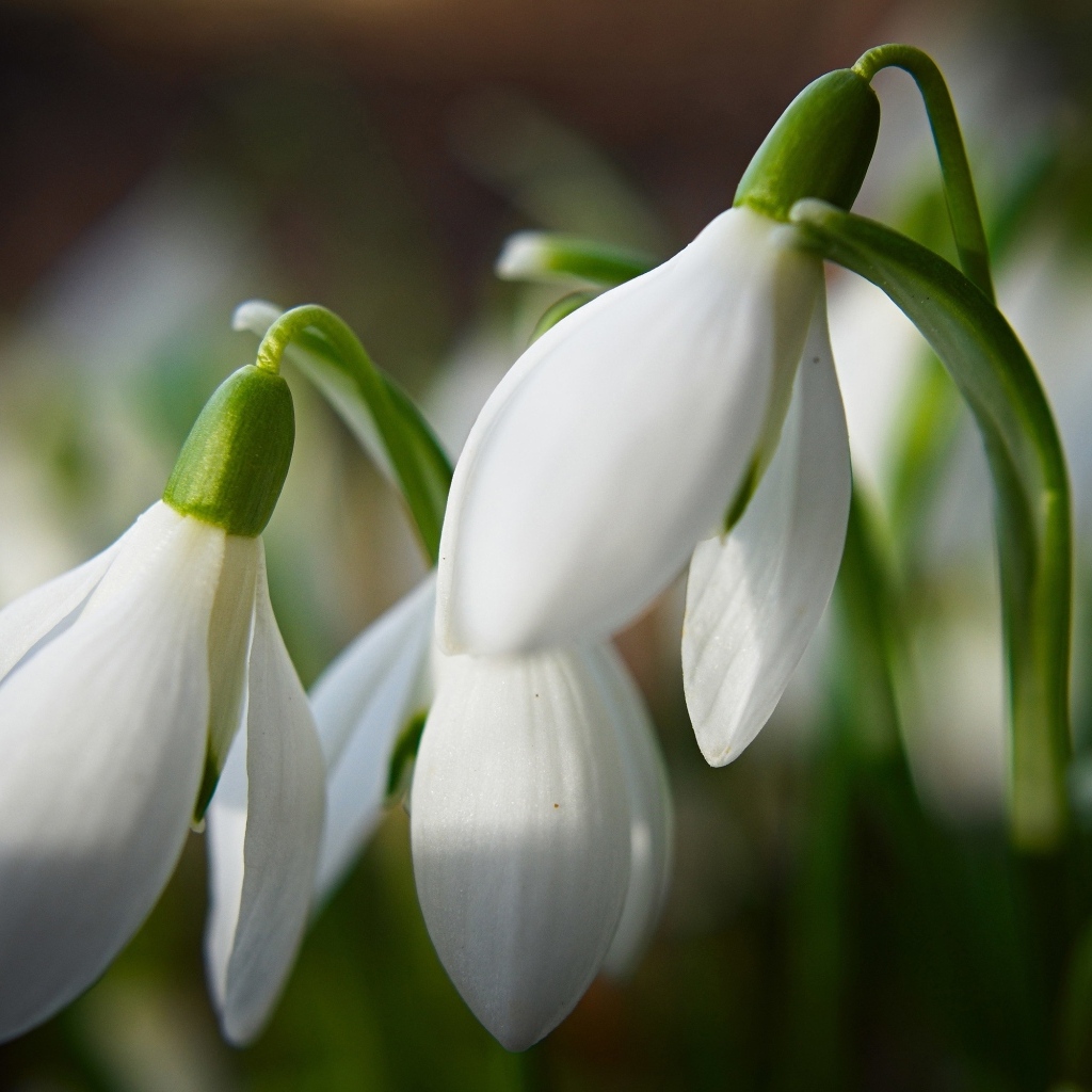 Белые подснежники крупным планом