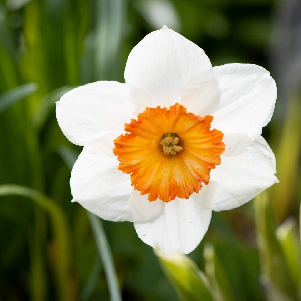 Белый весенний нарцисс крупным планом