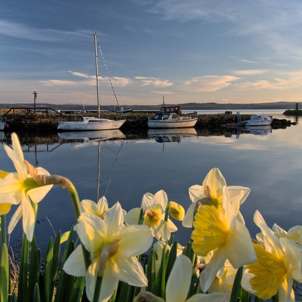 Белые весенние нарциссы растут у воды