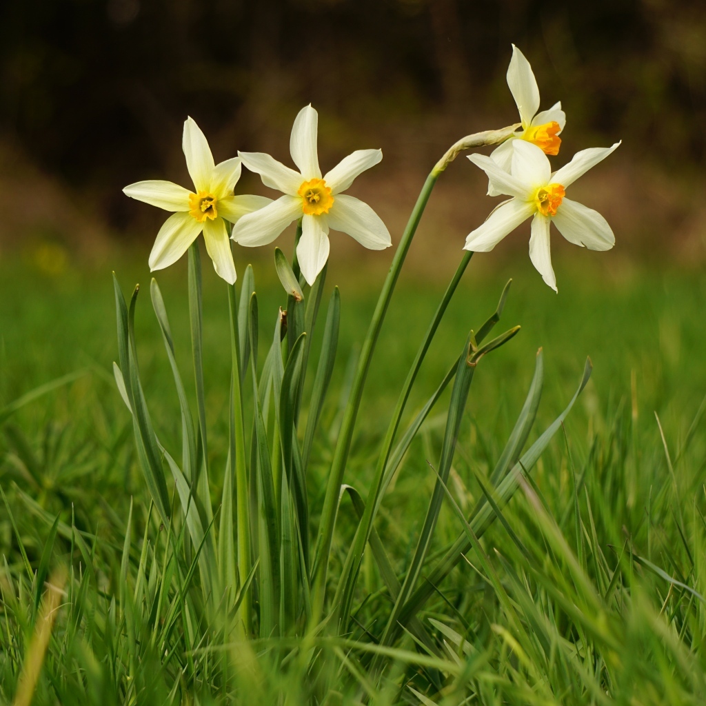 Белые весенние нарциссы в зеленой траве