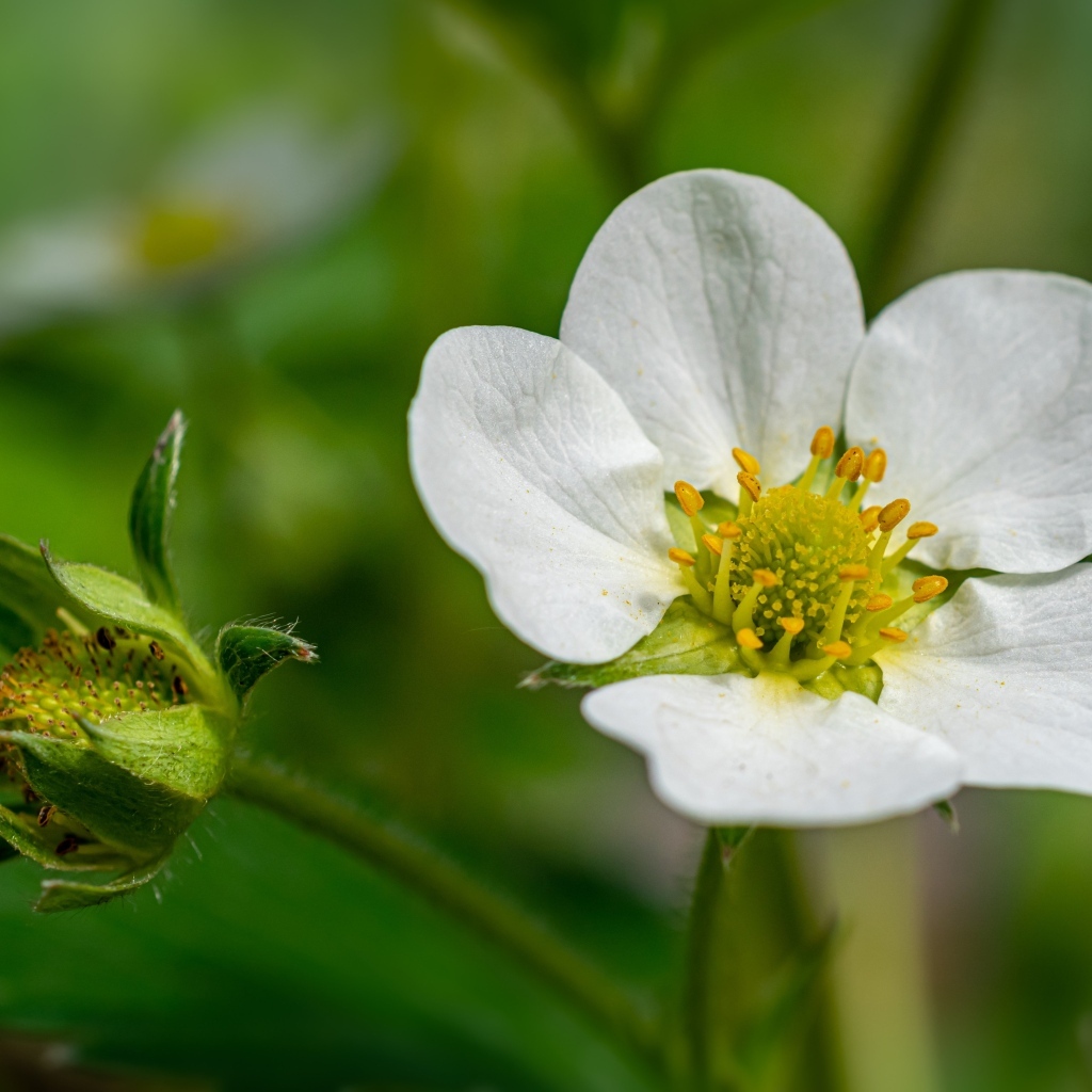 Белый цветок клубники с зеленой ягодой