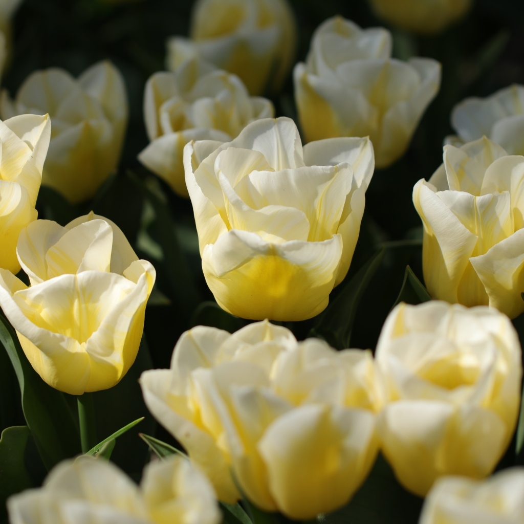 Белые тюльпаны на клумбе в лучах солнца