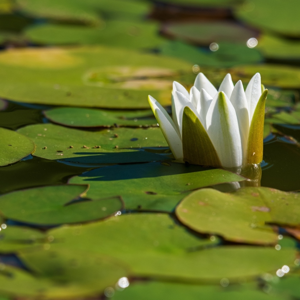 Белая водяная лилия распускается в пруду