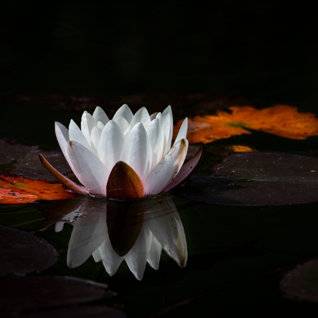 Белый цветок водяной лилии с большим зелеными листьями в пруду