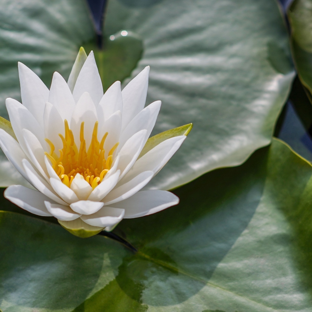 Белая кувшинка в зеленых листьях в воде