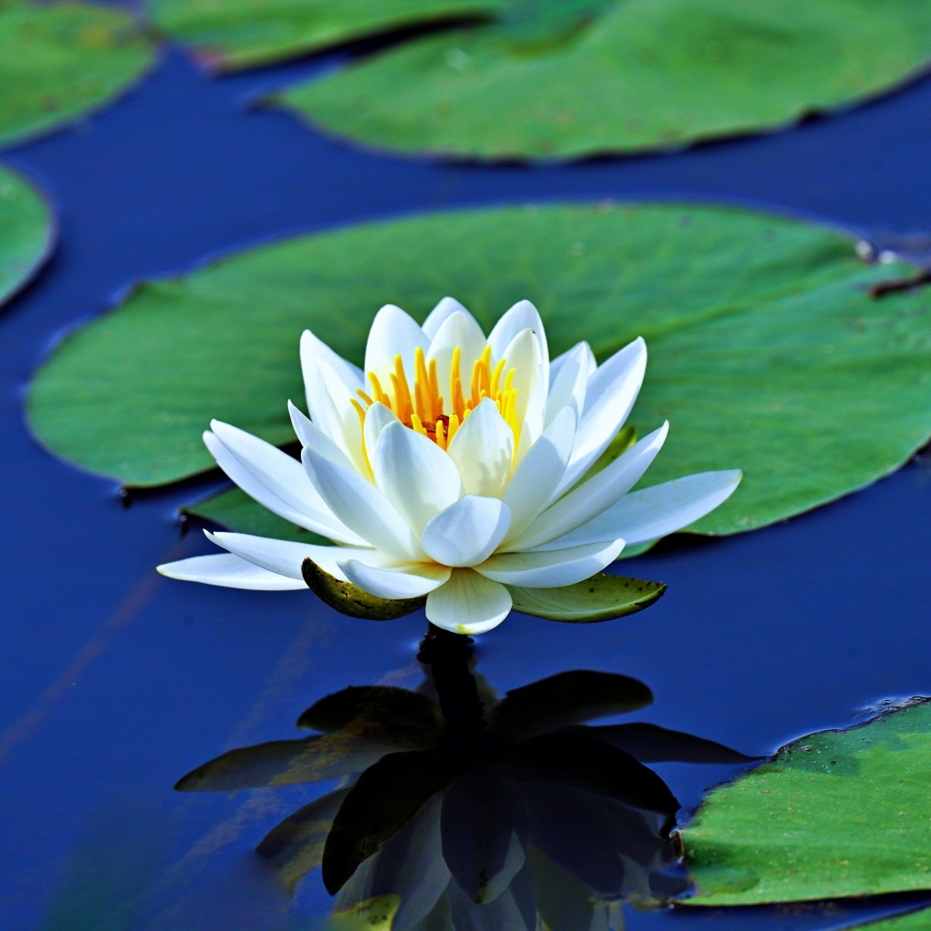 Белая водяная лилия с зелеными листьями растет в пруду