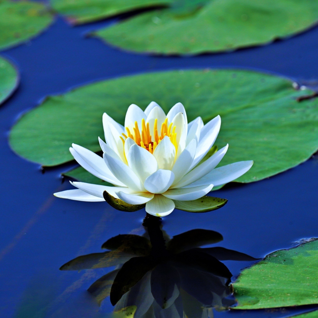 Белая водяная лилия с большими зелеными листьями в пруду