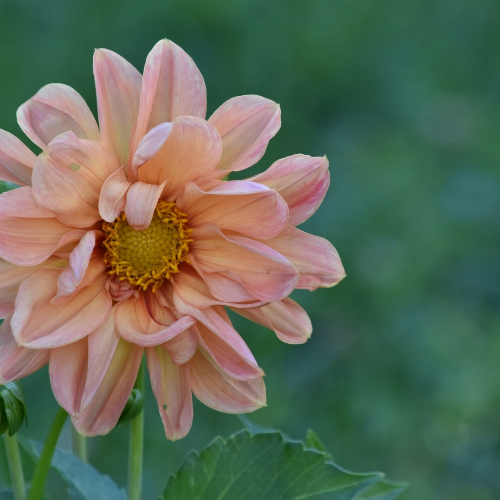 Увядшая розовая георгина на клумбе