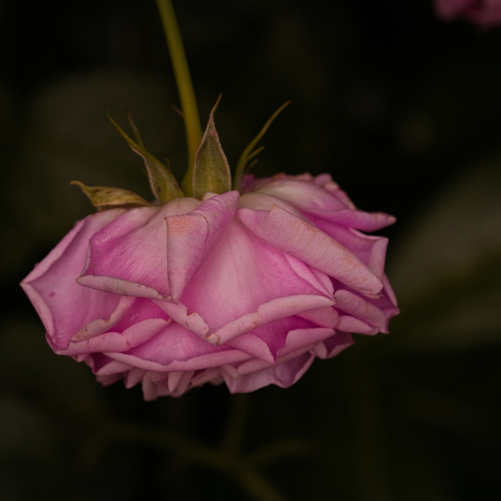 Увядшая розовая роза