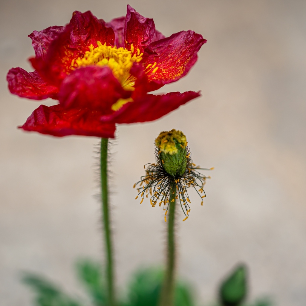 Увядшие лепестки красного мака