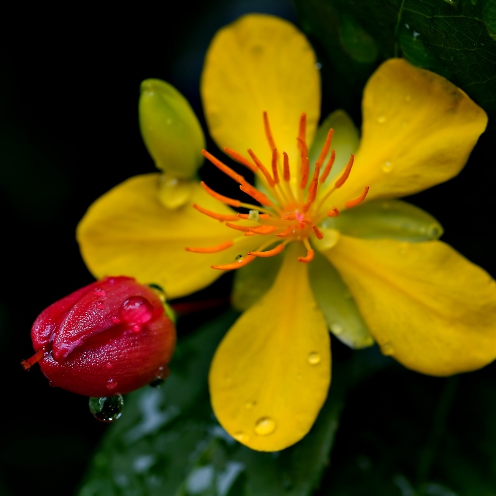 Желтый цветок зверобоя с бутоном крупным планом