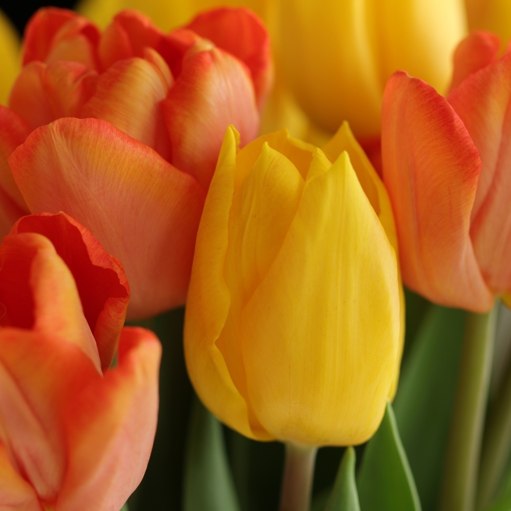 Желтые и оранжевые тюльпаны крупным планом