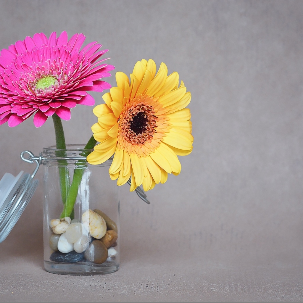 Желтый и розовый цветок герберы в банке