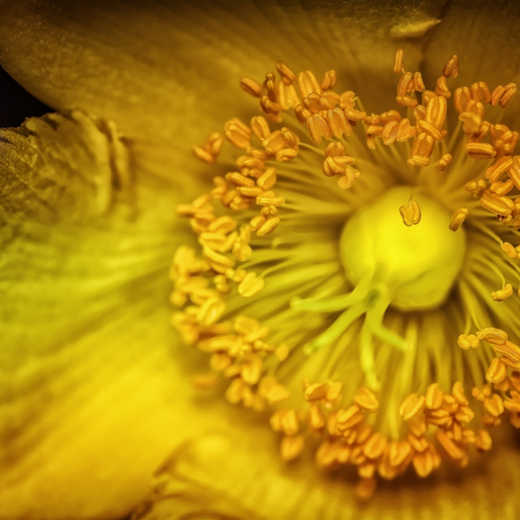 Желтый цветок анемоны крупным планом