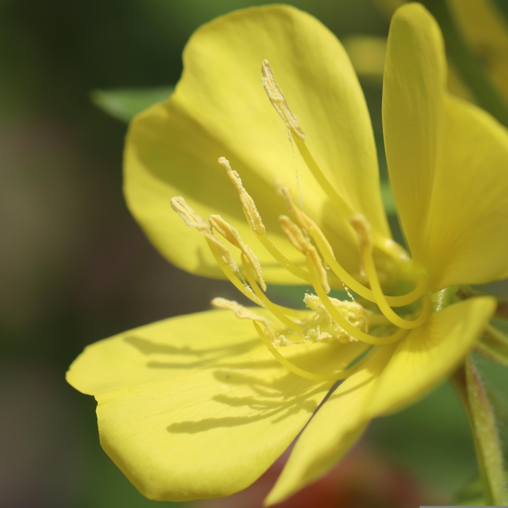 Желтый красивый цветок энотера