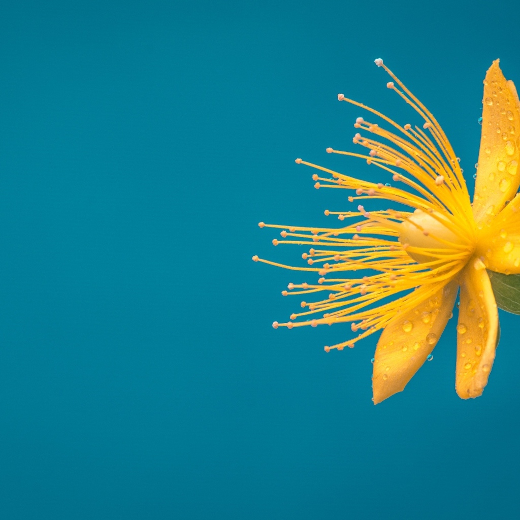 Желтый цветок чистотела на голубом фоне