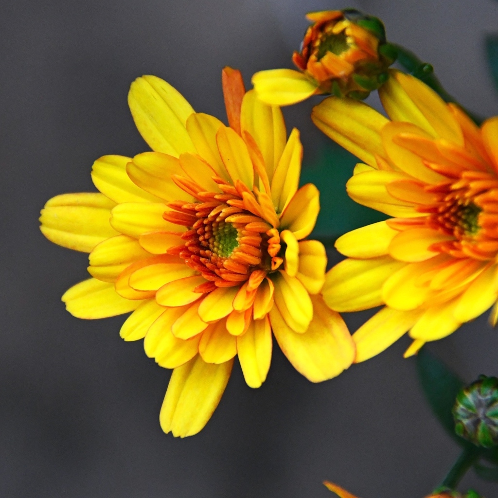 Желтые хризантемы с бутонами на сером фоне