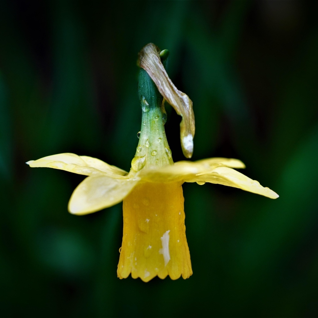 Желтый нарцисс в каплях росы