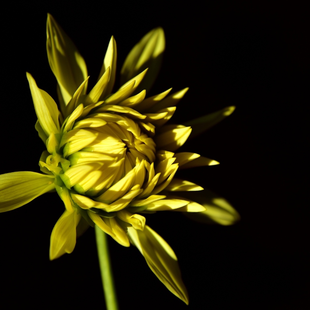 Желтый цветок георгина на черном фоне