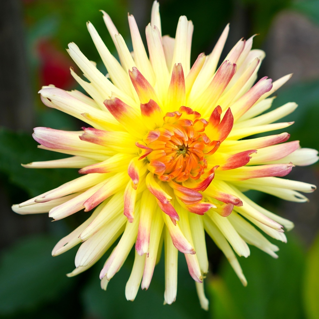 Цветок желтого георгина с острыми лепестками