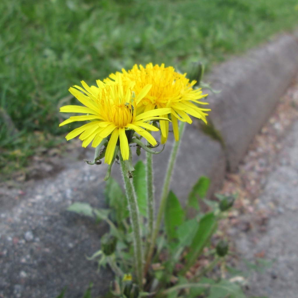 Желтые цветы одуванчика у дороги 