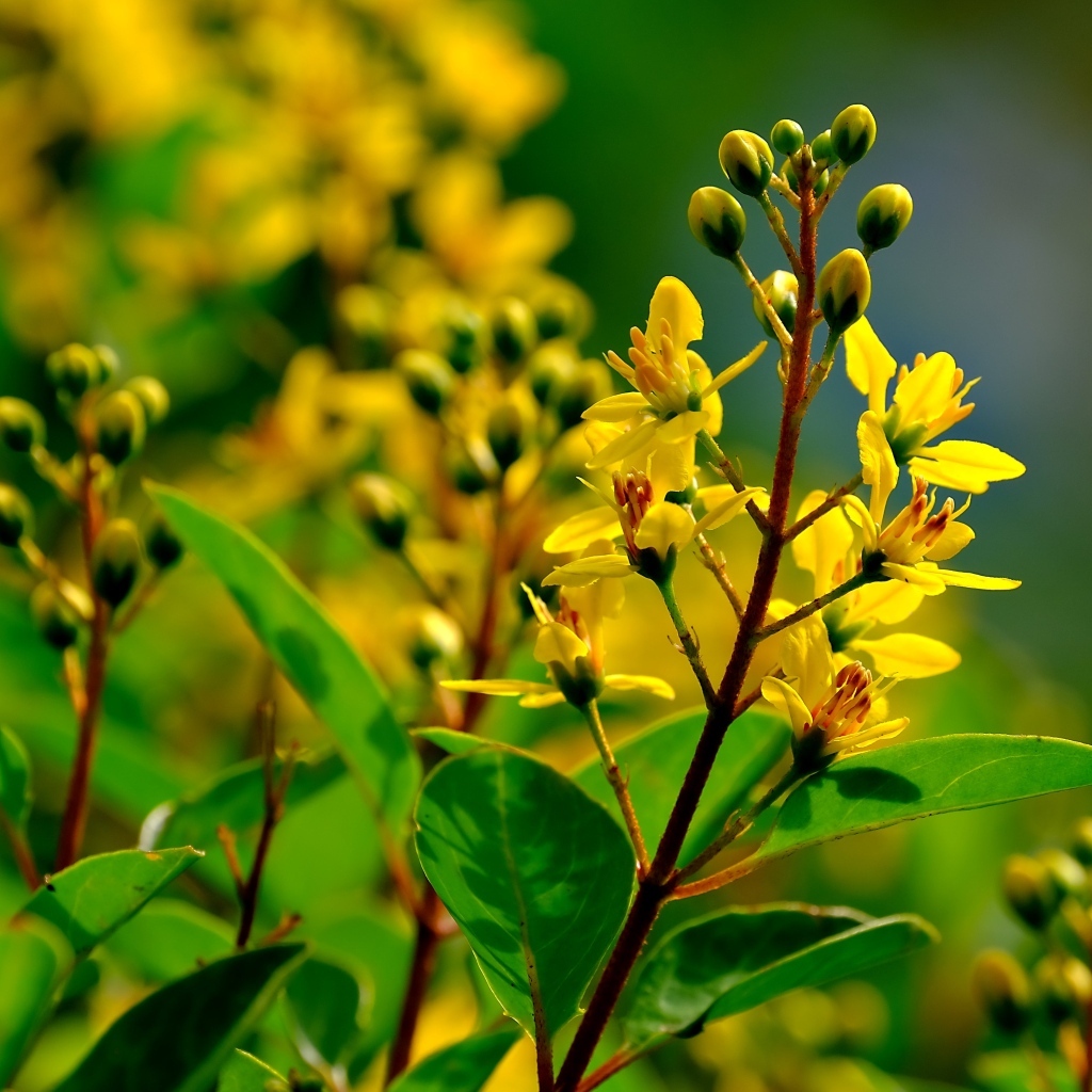 Желтые цветы на ветках