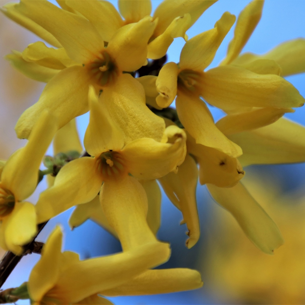 Желтые цветы форзиция крупным планом