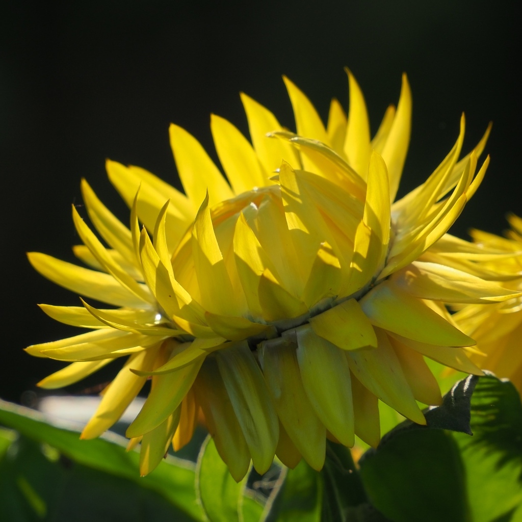 Желтый садовый цветок на черном фоне