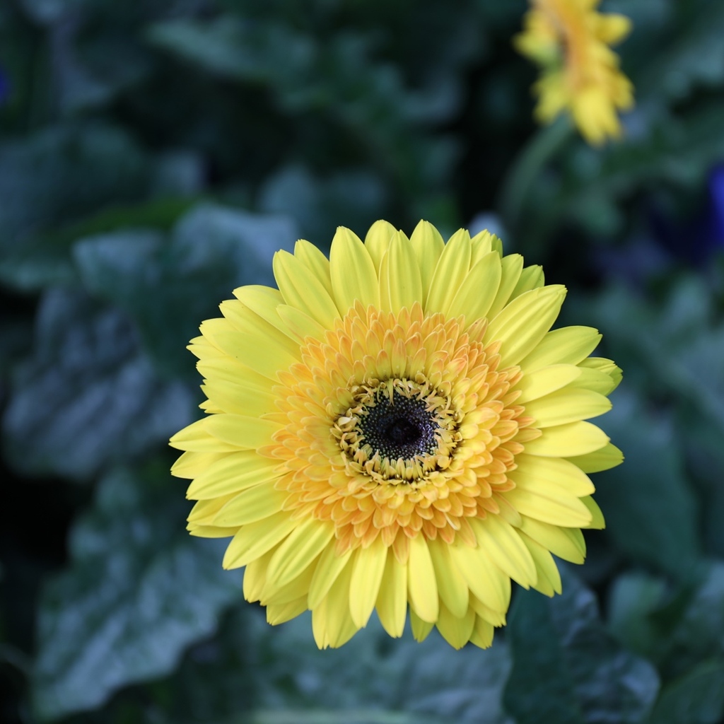 Желтый цветок герберы на клумбе крупным планом