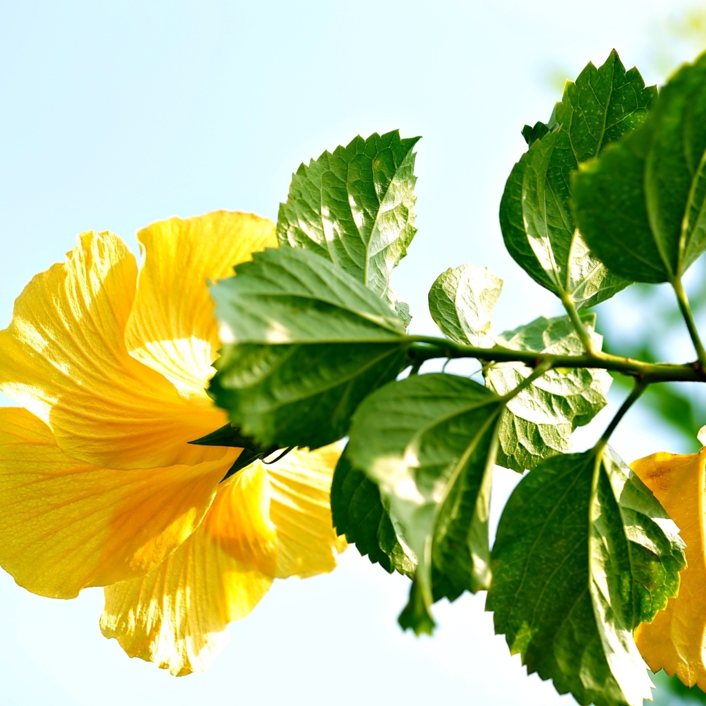 Желтый цветок гибискуса с зелеными листьями на ветке