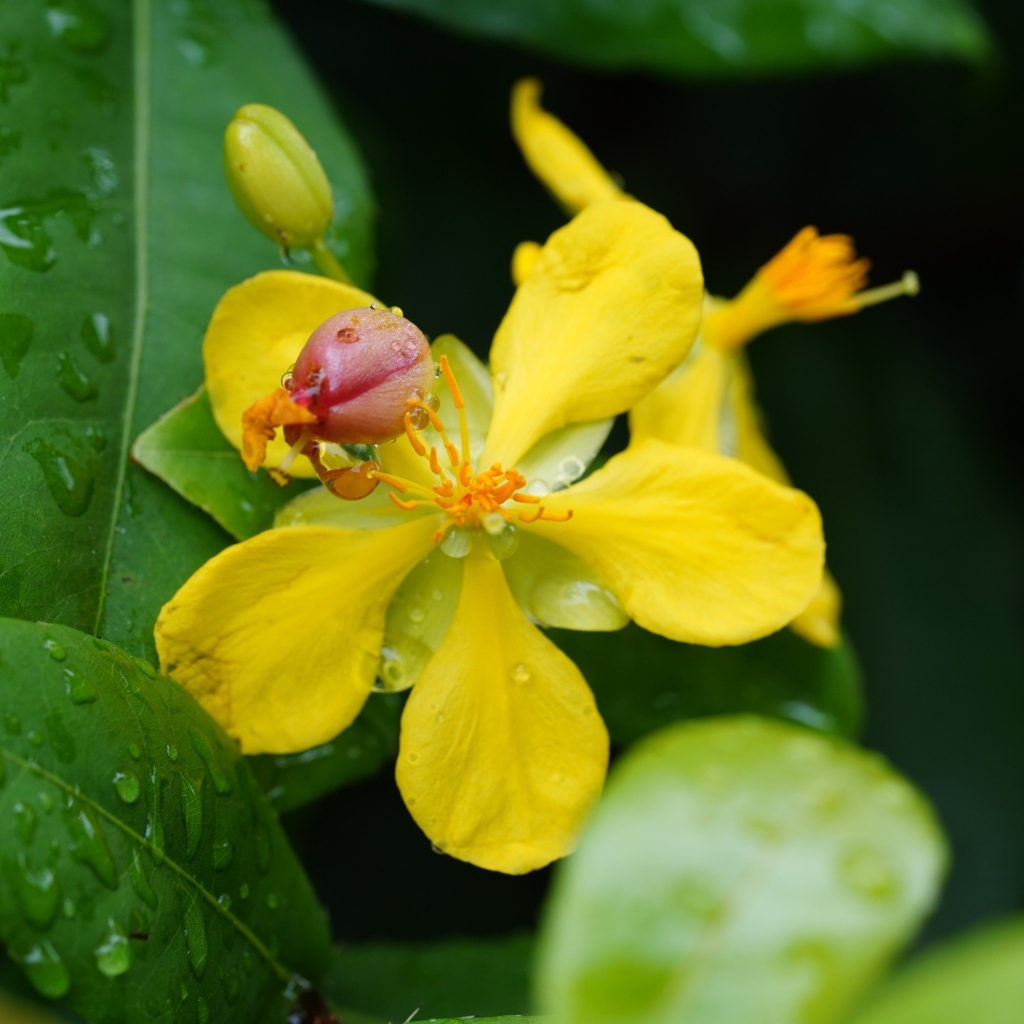Желтый цветок гиперкум в каплях дождя