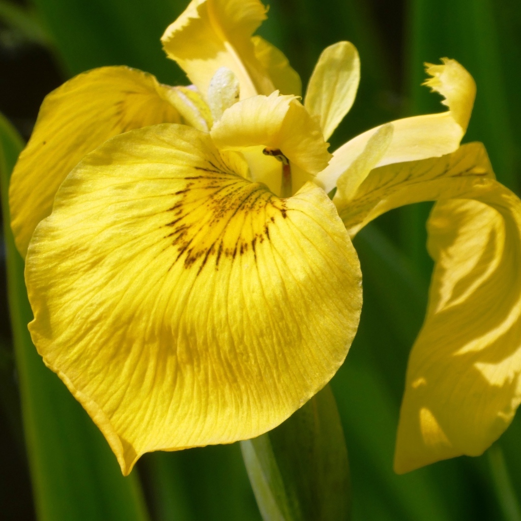 Желтый цветок ириса крупным планом