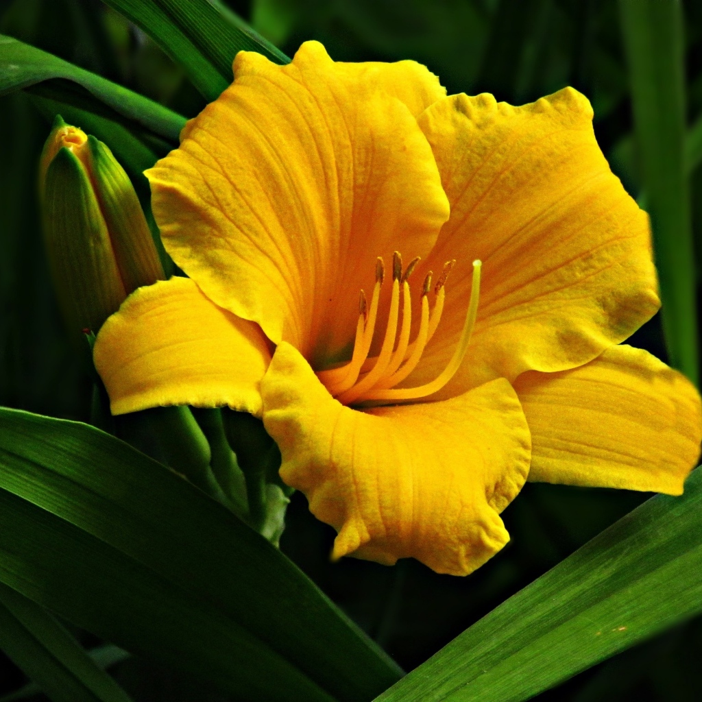 Желтый крупный цветок лилии с бутонами