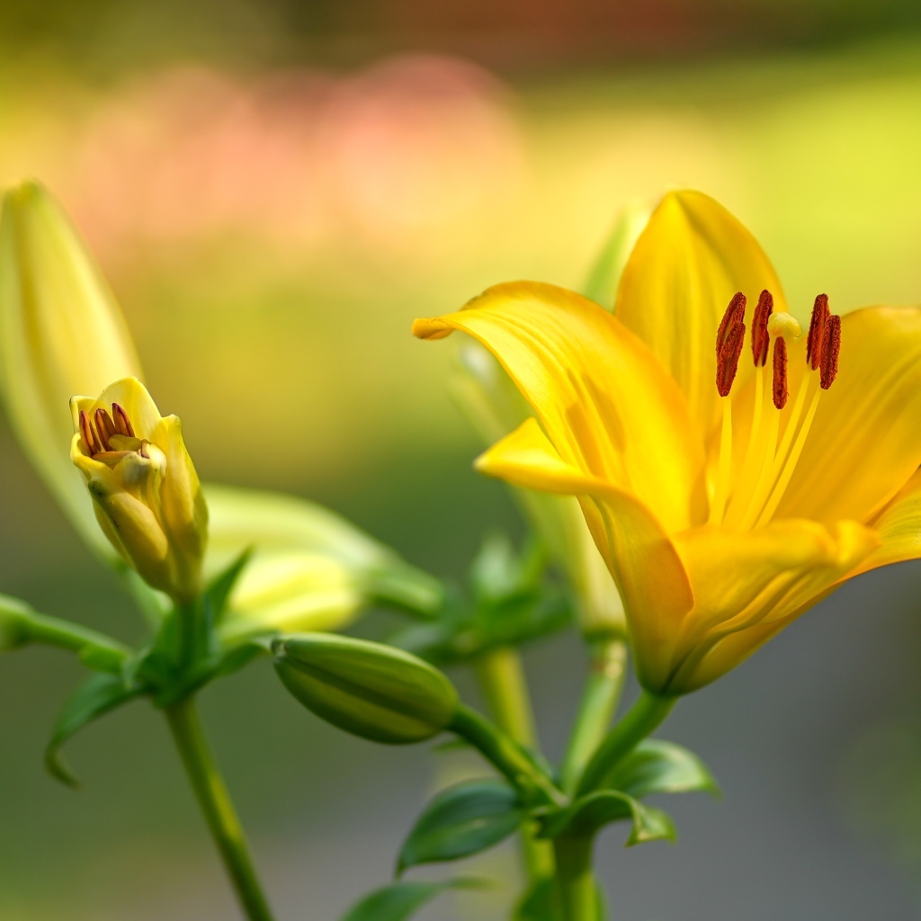 Желтые лилии с бутонами крупным планом