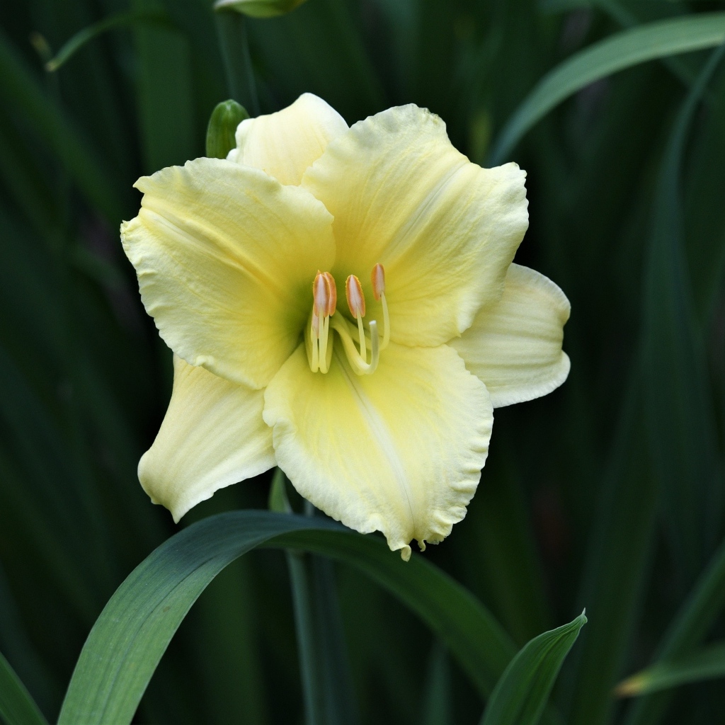 Желтый цветок лилии в зеленых листьях