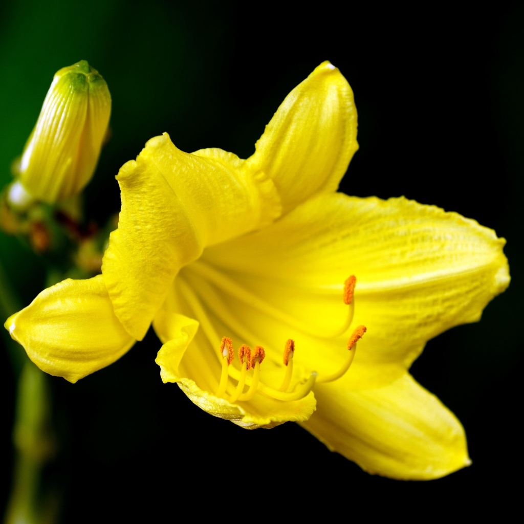 Желтая лилия с бутоном на черном фоне