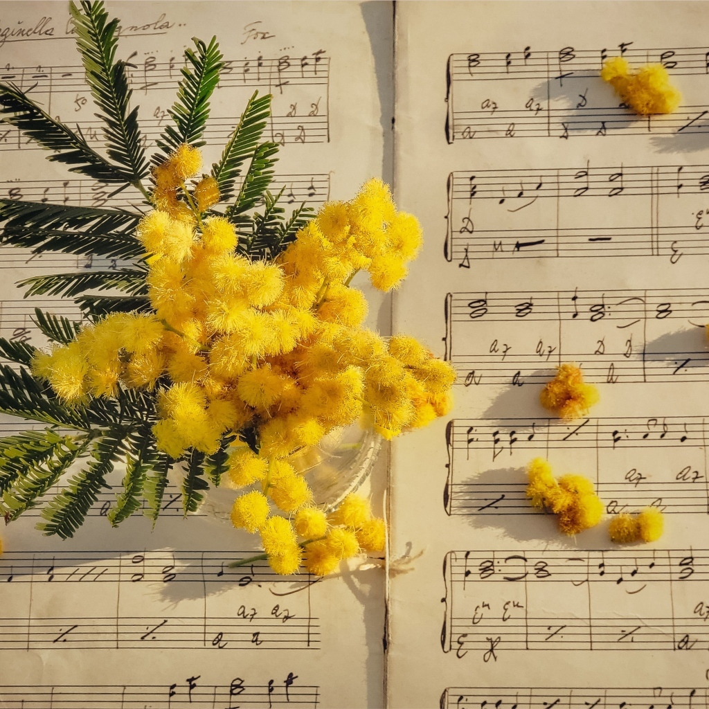 Желтые цветы мимозы на нотной тетради