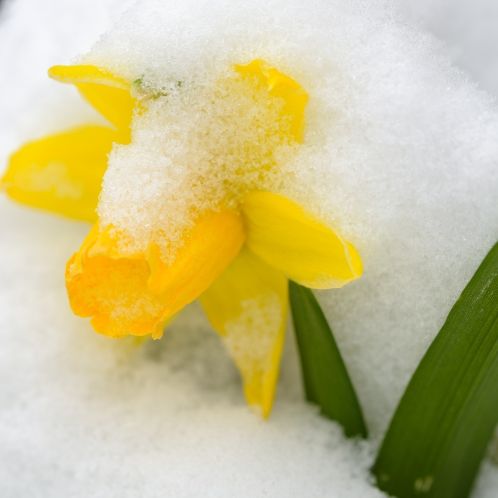 Желтый цветок нарцисса в белом снегу