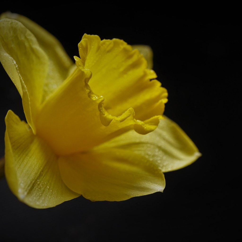 Желтый цветок нарцисса на черном фоне