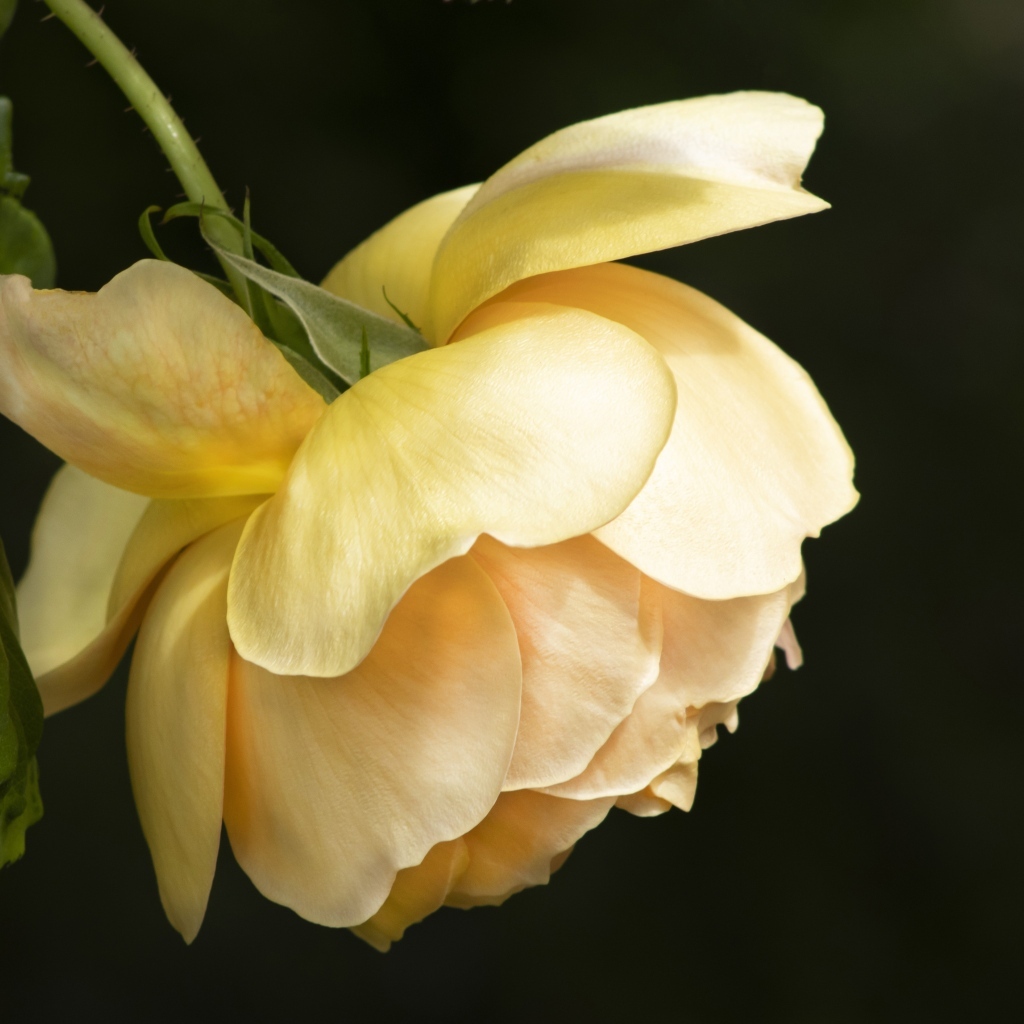 Желтая сорванная роза на черном фоне