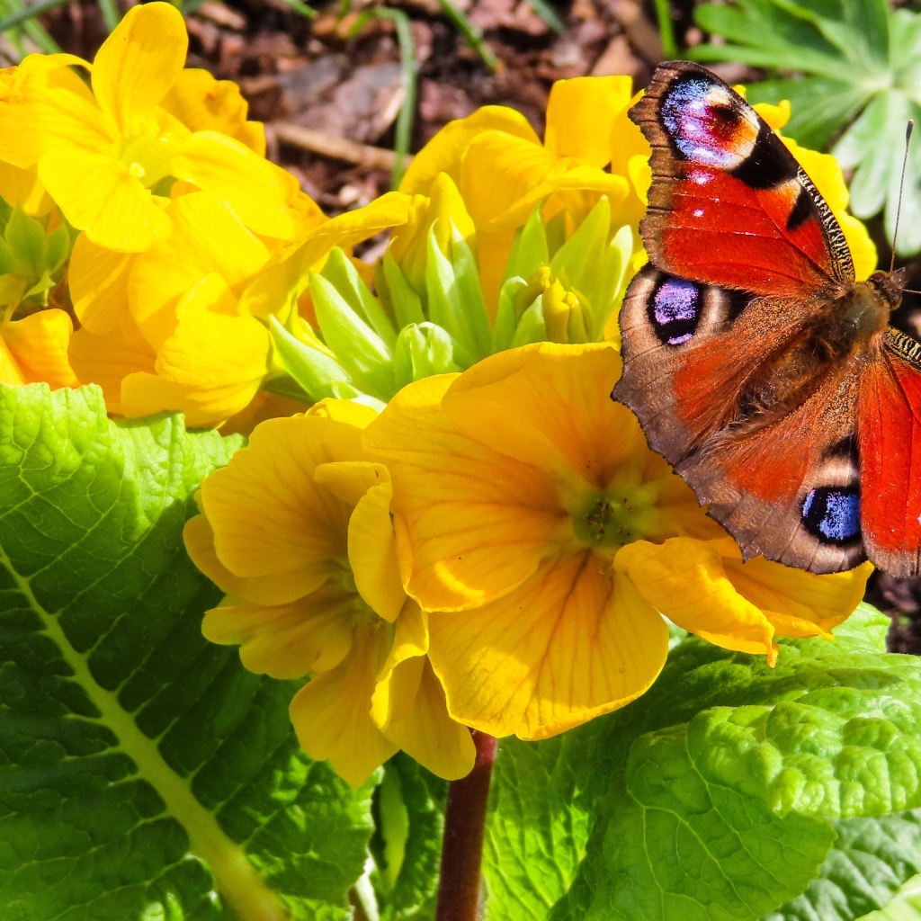 Желтые цветы примулы с бабочкой
