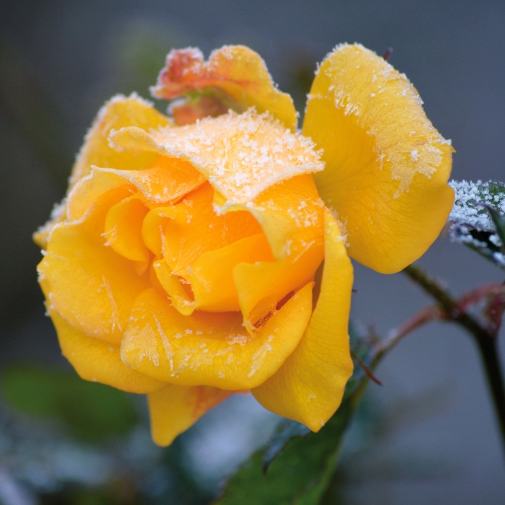 Желтая роза покрыта инеем на клумбе