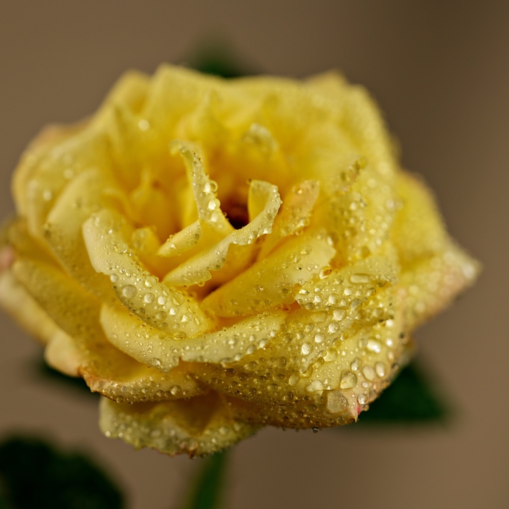 Желтая роза в каплях росы крупным планом